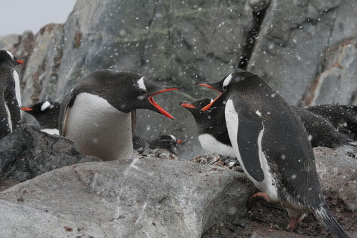 penguin argument